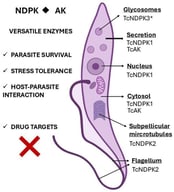 Schematic representation of a T. cruzi epimastigote showing the subcellular localization of nucleoside diphosphate kinases and arginine kinase (TcNDPKs and TcAK). These enzymes are distributed throughout the parasite body and can also be secreted, contributing to various cellular processes beyond their canonical metabolic roles, such as stress tolerance and host–parasite interactions. Both kinases represent valuable drug targets for Chagas disease. * TcNDPK3 is expressed exclusively in trypomastigotes.