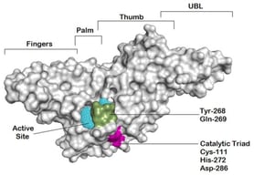 The diagram highlights the essential binding area and the four domains, zinc-finger, thumb, palm, and N-terminal ubiquitin-like domain (UBL) of the SARS-CoV-2 PLpro structure. The cyan mesh shows the potential active site, while the catalytic triad and recognition residues are indicated by magenta and green, respectively [19].