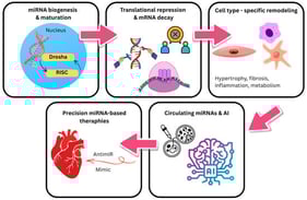 MicroRNA Pathways in Cardiac Remodeling and Precision Therapeutics.