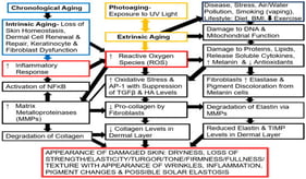 Chronological aging via the loss of skin homeostasis/oxidative metabolism, photo-aging by exposure to UV light, and extrinsic aging (due to external factors and lifestyle) through cellular/molecular signaling mechanisms are shown. The cascade events, including the major impact of oxidative stress by the generation of reactive oxygen species (ROS) is displayed in reference to the appearance of damaged/inflamed skin and wrinkles due to changes in dermal structural proteins (collagen and elastin). Pro-inflammatory transcript factor NFkB (NFkb), AP-1, a nuclear transcription element, Activator Protein-1 (AP-1), hyaluronic acid (HA), Tissue Inhibitor of Matrix Metallo-proteinase (TIMP), and Transforming Growth Factor beta (TGFβ). Adapted from  Ref. [18], license CC BY 4.0. Up arrow indicates increase; down arrow indicates decrease.