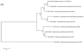 Phylogenetic trees showing the evolutionary placement of the screened strains based on 16S rRNA gene sequences. The trees were constructed using the Neighbor-Joining method. Numbers at the nodes indicate bootstrap percentages (from 1000 replicates). The scale bar represents nucleotide substitutions per site. (a) Strain X24 (Stenotrophomonas sp.); (b) Strain X26 (Flavobacterium sp.); (c) Strain X27 (Erwiniaceae bacterium).