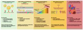 Hierarchical model of myocardial lipid stress progression. A hierarchical model illustrating progression from reversible metabolic dysregulation to irreversible lipid-induced cardiomyopathy. Early failure of systemic metabolic control and lipid trafficking increases myocardial lipid exposure, initially buffered by mitochondrial adaptive responses. Persistent lipid overload drives maladaptive ROS generation and activation of apoptosis signal–regulating kinase-1 (ASK-1), beyond which upstream metabolic correction loses efficacy, culminating in cardiomyocyte apoptosis, fibrosis, and loss of functional reserve. Layer 1: Systemic metabolic control regulates lipid availability; failure causes sustained lipid oversupply. Layer 2: CD36-mediated lipid uptake and partitioning; dysregulated trafficking drives pathological exposure. Layer 3: Mitochondrial resilience buffers lipid excess via cardiolipin remodeling and controlled ROS, but fails with chronic overload. Layer 4: ROS-dependent ASK-1 activation converts metabolic stress into irreversible injury signaling. Layer 5: Structural remodeling marked by cardiomyocyte loss, fibrosis, and reduced functional reserve, where therapies are palliative rather than restorative.