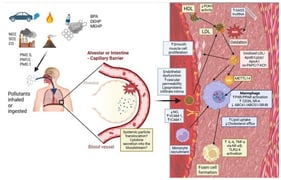 Schematic of lipoprotein changes in the arterial intima following exposure to air pollutants, and the subsequent inflammation and foam cell macrophage formation that can increase atherosclerosis. Arrows denote direction of particle movement from inhalation to the artery wall. Created in BioRender. Seneviratne, A. (2026) https://BioRender.com/ty3vlot.