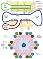 The anatomy of the hepatic lobule and organization of zonation: The lobule consists of a central vein surrounded by layers of hepatocytes arranged into zones based on their proximity to the central vein. Zone 1 hepatocytes are periportal, while Zone 3 hepatocytes are pericentral. The lobule also contains the portal triad, which includes the bile duct lined with cholangiocytes, the portal vein, and the hepatic artery, as well as the canalicular network for bile flow.