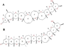 Structures of brevetoxin A (A) and B (B) backbones [7].