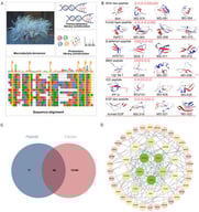 Integrated multi-omics workflow and identification of key peptide families from M. doreensis, along with network-pharmacology-based prediction of their anti-glioblastoma potential. (A) Schematic overview of the transcriptomics and proteomics workflow, including transcriptome assembly, proteome library construction, and ShK family sequences identified from the transcriptome of M. doreensis. (B) Sixteen peptides screened from the transcriptome of M. doreensis across six different families were subjected to three-dimensional homology modeling. (C) Venn diagram of potential therapeutic targets of peptides in the treatment of glioblastoma. (D) Target-disease protein–protein interaction (PPI) network ranked by degree centrality.