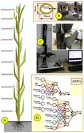 Schematic diagram of the experimental methodology: (A) Representation of the miscanthus stem and internodes used for sample preparation; (B) measurement setup for determining the characteristic dimensions of samples: Dmin—minimum stalk diameter, Dmax—maximum stalk diameter and THwall—stalk wall thickness; (C) a scheme of a static cutting test; (D) development of artificial neural networks [40].