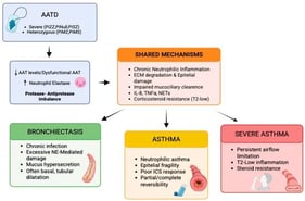 Shared and distinct pathophysiological pathways linking alpha-1 antitrypsin deficiency (AATD) to bronchiectasis, asthma and severe asthma. Abbreviations: AATD, alpha-1 antitrypsin deficiency; AAT, alpha-1 antitrypsin; NE, Neutrophil Elastase; ECM, extracellular matrix; NETs, neutrophil extracellular traps; ICS, inhaled corticosteroids.
