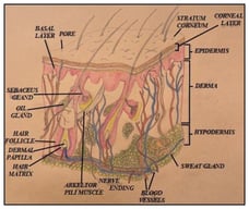 Schematic of skin structure. The stratum corneum (SC) and viable epidermis (VE) form a superficial semipermeable layer acting as the primary molecular barrier. Beneath them, the dermis and hypodermis are thicker, highly vascularized regions that enable systemic distribution of absorbed molecules via the capillary network.