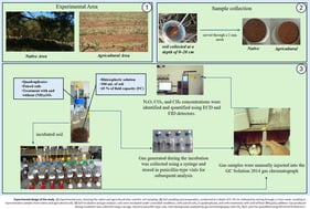 Methane (CH4) fluxes in agricultural (a) and natural (b) soils from four Cerrado sites (Araras, Brasília, Itirapina, Sorocaba) in response to ammonium sulfate [(NH4)2SO4] addition. Boxplots represent mean values (box) and confidence intervals (lines), with points indicating outliers. “No” indicates the absence of nitrogen, and “yes” indicates nitrogen addition. Values are expressed in µg CH4 m−2 h−1, with scales adjusted for agricultural (a) and natural (b) soils. Significant differences (p < 0.05) between treatments are indicated by asterisks (*), while “ns” denotes no significant difference.