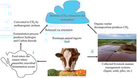 Methane emission pathways in livestock operations. (i) Begins with a ruminant animal ingesting feed, which then enters the rumen where anaerobic microbial fermentation occurs producing H2 and CO2 that methanogenic archaea convert into CH4. (ii) Manure excreted by livestock collected and stored as liquid (lagoons, slurry pits) or solid (piles) decomposes leading to CH4 production.