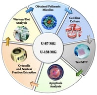 Graphical overview of the study workflow: preparation and optimization of Tween 20/Tween 80 polymeric micelles (PBS, sonication), physicochemical characterization (size, PDI, zeta potential, stability, loading/encapsulation, release), and biological evaluation in U-138 MG and U-87 MG glioma cell lines (MTT, apoptosis by flow cytometry, and Wnt/β-catenin pathway assessment by Western blot).