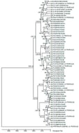 Evolutionary relationships of GLUTs. This evolutionary timetree was conducted in MEGA6 using the Neighbor–Joining bootstrap method. Each node represents a 95% confidence interval. Analysis included 63 GLUT amino acid sequences with a total of 426 positions in the final dataset. The timetree is drawn to scale with a relative number of substitutions per site. Based on this analysis and University of California Santa Cruz (UCSC) Genome Browser for Gallus gallus, accession number gg5L_X1_XP_426528.4 is a gene product that is discrete from the other GLUT5 members in chicken and other species and has more similarity to GLUT9 transporters. Key: MELGA is turkey (Meleagris gallopavo).