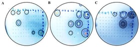 Hydrolysis halos in solid media containing xylan as the sole carbon source. Actinobacteria grown in Petri dishes on a solid medium containing xylan as the sole carbon source (1%) to reveal a hydrolysis halo. (A–C) Visualization of halos. Highlighted in a black circle for better visualization. The strains (A505) Streptomyces sp., (AMSJ45) Streptomyces curacoi, (ARLJ49) Amycolatopsis rhabdoformis, (ACSL1) Streptomyces seymenliensis, (A404) Streptomyces chartreusis, (A465) Streptomyces sp., (ARLJ51) Streptomyces griseoruber, (ARLJ55) Streptomyces sp., (ACJ1) Streptomyces ossamyceticus, (ACJ26) Streptomyces capoamus, (ARLJ48) Streptomyces chiangmaiensis, (A509) Streptomyces deserti, (ACT115) Streptomyces thioluteus, (AE3J64) Streptomyces sp., (A402) Streptomyces sp., (AEPFSRII31) Streptomyces phaeopurpureus, (K18A18) Streptomyces sp. were able to meet the criterion of EI > 2.5.