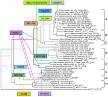Phylogenetic tree for Selenomonas–Veillonella clusters and in silico analysis for the 16S rRNA oligonucleotide probes. The details on the oligonucleotide probes are presented in Appendix A.1 and in Materials and Methods. Colored boxes represent 16S rRNA probes; the colored lines depict the subclusters which the oligonucleotide probes detect, and are as follows: SEL1150: A, B, C; SEL1277: D; SEL1469: A, B; Sspu439: C; Snox474: B; MITS1276: E; MITS209: E; ACI623: C, E, F, G, H; SCHW1276: D; VEI217: Veillonella spp.; MEG1147: Megasphaera spp.; and Dia434: Dialister spp. The subclusters A–H are depicted on the right. Details on probe specificity for bacterial species are presented in Appendix A.1 and described in detail in the text as well. The probes VEI217, MEG1147, and DIA434 are included to demonstrate their broad reactivity across clusters, but they lack specificity.