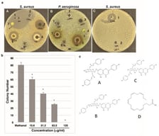 (a) The zone of inhibition assay performed to detect antibacterial activity. The zone of inhibition assay was performed with plant extracts against S. aureus (ATCC 49775) (A,C) and A. baumannii (B). 1, ampicillin (5 µg); 2, chloramphenicol (1.25 µg); 3, M. grandiflora extract (5 mg); 4, T. radicans extract (5 mg); 5, G. biloba extract, (5 mg); 6, T. arborvitae extract (5 mg); and 7, F. vulgare extract (5 mg). The zone of inhibition assay was performed with EPA (0.5 mg) and Oleic acid (OA) (0.5 mg) against S. aureus (ATCC 49775) (C). (b) Antibacterial effects of T. arborvitae extract on colony-forming ability. The y-axis shows the colony numbers of S. aureus (ATCC 49775). The x-axis shows the concentrations of T. arborvitae extract. Methanol was used as a solvent to dissolve the extract. Data are represented as the mean ± SD of three independent tests. * Significantly different (p < 0.05) compared to the methanol control. (c) Chemical structures of identified antibacterial compounds. (A): apigenin-7-(2″,6″-di-p-coumarylglucoside); (B): apigenin-7-(4″,6″-di-p-coumarylglucoside); (C): apigenin-7-(3″,6″-di-p-coumarylglucoside), (D): EPA.