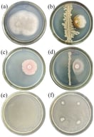 Antagonism of bacteria strain R7PjV2-12 against phytopathogenic fungi Magnaporthe oryzae, Fusarium avenaceum, and bacterium Erwinia billingiae. (a) Control (M. oryzae without R7PjV2-12); (b) cultivation of the M. oryzae with R7PjV2-12; (c) control (F. avenaceum without R7PjV2-12); (d) cultivation of the F. avenaceum with R7PjV2-12; (e) control (E. billingia without R7PjV2-12); (f) cultivation of the E. billingia with R7PjV2-12.