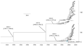 Time-scaled phylogenetic tree of the HMPV-B F gene inferred using the BMCMC method. The scale bar indicates time (in years). Numbers in parentheses denote the 95% HPD interval.