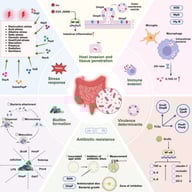 Pathogenic mechanisms of C. sakazakii. Schematic overview of major factors contributing to C. sakazakii pathogenesis, including stress response systems (e.g., NlpD, RecA, PtsH), biofilm formation, host invasion and tissue penetration mediated by outer membrane proteins and vesicles, immune evasion strategies, virulence regulation by two-component systems (e.g., EnvZ/OmpR, CpxA/CpxR, PhoP/PhoQ), and antibiotic resistance assessed via disc diffusion assays. Created in BioRender. Zhang, C. (2026) https://BioRender.com/gxinm6w (accessed on 21 February 2026).