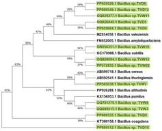 Phylogenetic tree depicting the evolutionary relationships of Bacillus strains, constructed using the Maximum likelihood method (MEGA 12). The tree with the highest log likelihood (−6862) is represented. Bacillus strains isolated in the present study are highlighted in green.