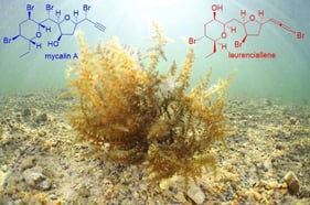 Comparison of the structure of mycalin A and laurenciallene, a substance structurally related to mycalin A.