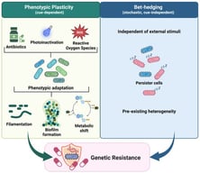 Bacterial survival strategies beyond classical genetic resistance. Phenotypic plasticity involves cue-dependent, reversible adaptations (e.g., filamentation, biofilm formation, metabolic shifts), whereas bet-hedging generates stochastic, cue-independent variants such as persister cells. External cues, including antibiotics, reactive oxygen species (ROS), or photoinactivation, can induce phenotypic plasticity, while bet-hedging arises independently of such stimuli. Both strategies are non-heritable and distinct from genetic resistance, yet can promote bacterial survival during antimicrobial exposure and thereby facilitate the eventual emergence of genetic resistance.