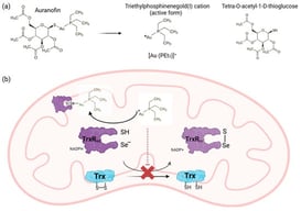 The chemistry behind the mechanism of action of auranofin. Chemical structure of auranofin (AF) and the generation of the active metabolite and the thioglucose (a); mechanistically, the active form of auranofin interacts with the selenocysteine residue in the catalytic site of TrxR impeding the reduction in Trx and consequently, ROS accumulation (b) [21]. Created in https://BioRender.com.