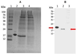 (A) SDS-PAGE 15% under non-reducing conditions. Lane 1: Molecular weight marker (bands at 22, 21 kDa, etc.); Lane 2: Positive control, recombinant hGH (1 µg, apparent Mw ≈ 22 kDa); Lane 3: Recombinant ag-GH from HEK293F transfection (4th day, apparent Mw ≈ 21 kDa); Lane 4: Negative control (TOPO® vector without ag-GH cDNA). (B) Western blot probed with anti-rat-GH antiserum. Lane 1: Positive control hGH (1 µg, apparent Mw ≈ 22 kDa); Lane 2: Recombinant ag-GH (apparent Mw ≈ 21 kDa); Lane 3: Negative control. arrows indicate GH bands. Apparent molecular weights were estimated relative to the migration of the protein marker bands.