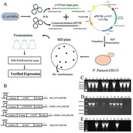 (A) Workflow for constructing and screening the recombinant P. pastoris GS115 strain for BFγ-CGTase expression. (B) Strategy for the construction of four recombinant vectors for BFγ-CGTase and Bsβ-CGTase using different optimization approaches. (C–E) Detection of positive clones by colony PCR. Line M, marker; Lines 1–12, transformants. where those with bands are positive transformants. (C) BFγ-CGTase; (D) COBFγ-CGTase; (E) NEBFγ-CGTase.