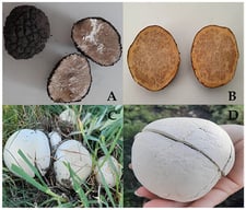 Macrofungi samples collected from field studies: (A) Tuber aestivum, (B) Terfezia claveryi, (C) Agaricus arvensis, and (D) Bovistella utriformis.