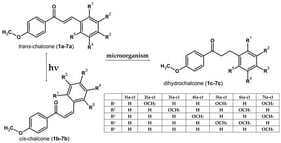 Light-induced trans → cis isomerisation of chalcones (1a–7a) solutions to corresponding cis-chalcones (1b–7b), and their subsequent transformations to 4′-methoxydihydrochalcones (1c–7c) using Y. lipolytica KCh 71. The transformation is chemoselective and involves reduction in the α,β-unsaturated C=C bond of the chalcone linker. Compound labels “a” denote chalcone substrates, whereas labels “c” denote the hydrogenated products (dihydrochalcones). R1–R5 indicate the methoxy substitution pattern on ring B (positions C-2, C-3, C-4 and C-5, respectively).