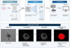 Schematic of bioprinting and image analysis pipeline. Created in BioRender. Amartey, P. (2026) https://BioRender.com/zz2g883. (accessed on 17 January 2026).