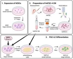 Schematic overview of the protocol. Two preparatory phases (1 and 2) precede phase 3, which details the steps culminating in PGS-LC formation. Black arrows indicate the addition of factors that trigger differentiation. Small gray arrows indicate cell culture progression steps and time intervals. Cell states are color-coded: undifferentiated stem cells in purple, differentiating ES cells in yellow, and PGS-LC in green.