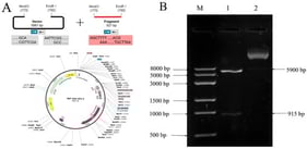 Construction of the recombinant plasmid pET-σC (A) and confirmation by double-enzyme digestion (B). Note: M: Trans8k DNA marker; lane 1: pET-σC recombinant plasmid; lane 2: pET-σC.