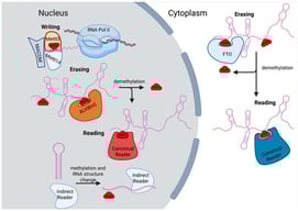 General m6A machinery. The primary writer of m6A within mammalian cells is Mettl3/14, in complex with many regulatory subunits (WTAP, VIRMA, AC3H13, HAKAI, and RBM15) that make up the MACOM. Deposition of m6A marks on lncRNAs occurs co-transcriptionally. Readers of m6A can preferentially localize to the nucleus or the cytoplasm, coming in two main types: canonical readers and indirect readers. Canonical readers directly bind m6A, while indirect readers bind the RNA sequence that becomes available due to changes in the secondary structure of the RNA upon m6A methylation. The two primary erasers of m6A are ALKBH5 and FTO; ALKBH5 functions primarily in the nucleus, while FTO functions primarily in the cytoplasm. Created in BioRender. Gonzalez, S. (2025) https://BioRender.com/i0u2r64 (accedd on 21 November 2025).