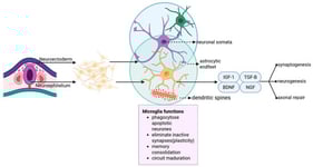 Central nervous system microglia origin, migration, and neurotrophic functions. Microglia, first identified by Pío del Río-Hortega, start as yolk sac erythro-myeloid progenitors that permeate the neuroepithelium during early development, producing the CNS immune cell population. Microglia become highly branched and constantly monitor the brain parenchyma via motile processes that engage neurones, synapses, and astrocytic endfeet. Normal microglia maintain CNS homeostasis by phagocytosing apoptotic neurones, eliminating inactive or redundant synapses to improve synaptic plasticity, and promoting learning, memory consolidation, and neural circuit remodelling. The release of neurotrophic and growth factors, such as BDNF, IGF-1, NGF, and TGF-β, aids neuronal survival, differentiation, and synaptic refinement. Microglia maintain the delicate balance between immune monitoring and neuroplasticity as neural network sentinels, sculptors, and caretakers.