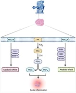 Schematic overview of the arachidonic acid–derived prostaglandin biosynthetic pathway and plausible receptor-mediated mechanisms involved in skeletal muscle hypertrophy and atrophy in response to resistance exercise. Abbreviations: COX, cyclooxygenase; ERK, extracellular receptor kinase; IL-6, interleukine-6; mTOR, mammalian target of rapamycin; MuRF-1, muscle RING finger protein 1; prostaglandin E2-R, prostaglandin E2 receptor; prostaglandin F2α-R; prostaglandin F2α receptor; PI3K, phosphoinositide 3-kinase; PLA2, phospholipase A2.