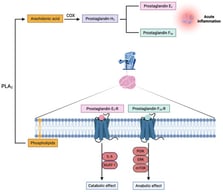 Schematic overview of the arachidonic acid–derived prostaglandin biosynthetic pathway and plausible receptor-mediated mechanisms involved in skeletal muscle hypertrophy and atrophy in response to resistance exercise. Abbreviations: COX, cyclooxygenase; ERK, extracellular receptor kinase; IL-6, interleukine-6; mTOR, mammalian target of rapamycin; MuRF-1, muscle RING finger protein 1; prostaglandin E2-R, prostaglandin E2 receptor; prostaglandin F2α-R; prostaglandin F2α receptor; PI3K, phosphoinositide 3-kinase; PLA2, phospholipase A2.