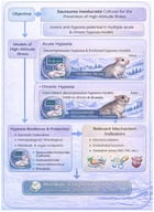 Experimental workflow for investigating the protective effects of SICs against acute and chronic hypoxia-induced damage.