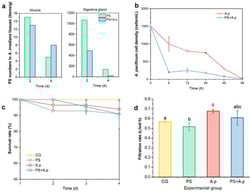 The intake of PS and A. pacificum cells by scallops and the survival status of the scallops: (a) PS numbers in the scallops’ tissues; (b) the residual A. pacificum cell density in the water; (c) the survival rate of the scallops; (d) the filtration rate of the scallops; CG, control group; PS, the PS treatment group; A.p, the A. pacificum treatment group; PS+A.p, the PS and A. pacificum combined treatment group; different letters on the bar chart indicate significant differences at the p < 0.05 level).