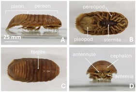 A sample of the species Bathynomus pelor which was caught in a baited trap from an oil rig on the NW Shelf of Australia [5]: (A) lateral view, (B) ventral view, (C) dorsal view, (D) ventral view.