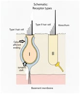 Dual-receptor organization of vestibular sensory epithelia: type I versus type II hair cells. Schematic comparison of the two vestibular hair-cell phenotypes and their primary afferent terminals. Type I hair cells (left) are flask-shaped receptors typically enveloped by a large calyx afferent ending, creating a restricted synaptic cleft that supports rapid signaling via combined quantal and non-quantal mechanisms and is characteristic of striolar/central, irregular pathways. Type II hair cells (right) are more cylindrical receptors contacted predominantly by bouton terminals, forming the main substrate of extrastriolar/peripheral, regular pathways optimized for sustained, low-frequency head-motion encoding. Hair bundles (stereocilia with the kinocilium) project into endolymph at the apical surface; both cell types sit on the basement membrane.