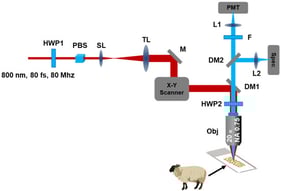 Schematic of the nonlinear optical imaging system used for polarized second harmonic generation (P-SHG) microscopy. HWP: half-wave plate; PBS: polarizing beamsplitter; SL: scan lens; TL: tube lens; M: mirror; DM: dichroic mirror; F: filter; L: lens; Obj: objective lens; PMT: photomultiplier tube; Spec: spectrometer.