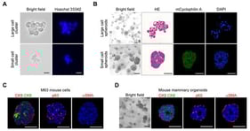 The presence of mouse cells in organoids derived from xenografts. (A) During the passaging process of M63 breast cancer organoids, cell clusters of differing sizes were observed. The upper panels show large cell clusters, while the lower panels show small cell clusters. Left panels: bright-field images; right panels: Hoechst 33342 staining. Scale bar: 20 μm. (B) Microscopic and immunofluorescence (IF) staining images of spheroids derived from large (upper panels) and small (lower panels) cell clusters. mCyclophilin A (green): staining with a mouse-specific anti-cyclophilin A antibody; 4′,6-diamidino-2-phenylindole (DAPI, blue). Scale bars: 100 μm (brightfield), 50 μm (hematoxylin and eosin [HE], mCyclophilin A and DAPI). (C) IF staining of serial sections of spheroids derived from mouse cells isolated from M63 breast cancer organoids. Nuclei were counterstained with DAPI (blue). Scale bar, 50 μm. (D) Microscopic and IF staining images of mouse mammary organoids. IF images were obtained from serial sections. Nuclei were counterstained with DAPI (blue). Scale bar: 100 μm (brightfield), 50 μm (IF staining).