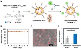 Preparation and characterization of Trf-M-NCs. (A) Preparation scheme for Trf-M-NCs. (B) Stability of Trf-M-NCs in saline solution at 4 °C. (C) Fluorescent image of ARPE-19 cells treated with Rho-B encapsulated Trf-M-NCs for 24 h. (D) Cellular uptake efficiency of Trf-M-NCs and unmodified M-NCs into ARPE-19 cells (n = 5). Data are presented as the mean ± SD. Different letters indicate significant differences according to Student’s t-test (* p < 0.05).