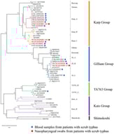Phylogenetic tree of Orientia tsutsugamushi based on TSA56 gene sequences.
