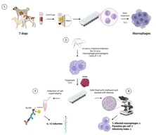 L. infantum infection of primary canine macrophages. Upon isolation from peripheral blood and differentiation, canine monocyte-derived macrophages were infected with L. infantum promastigotes. “Control” refers to infected macrophages cultured without HP-NAP treatment. After 3 h, cell monolayers were washed with PBS and incubated in complete medium alone or in the presence of HP-NAP (10 µg/mL in N = 4 donors or 20 µg/mL in N = 5 donors) for 72 h. Representative optical images of Giemsa-stained canine macrophages of Control (A) and HP-NAP 20 µg/mL treated macrophages (B) using a 100× immersion oil objective. Scale bar: 25 µm. The percent of infected macrophages and the number of amastigotes/cell were quantified through Giemsa staining. (C) Percent of infected macrophages. (D) Mean number of intracellular amastigotes within infected macrophages. (E) Infectivity index calculated as % Infected macrophages × number of amastigotes/cell. Data are presented as mean ± SD. Statistical analysis: Ordinary one-way ANOVA followed by Dunnett’s post hoc test comparing each condition to Control; *, p < 0.05; **, p < 0.01.