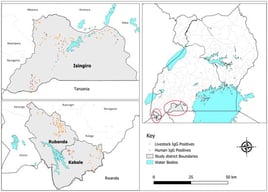 Human and animal seropositivity and sampling sites across Kabale, Rubanda, and Isingiro.