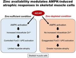 Zinc depletion is associated with increased susceptibility to AMPK-induced myotube atrophy. (A) Representative Western blot showing phosphorylated and total AMP-activated protein kinase (pAMPK and AMPK) after AICAR stimulation (1 mM, 24 h) in C2C12 myotubes cultured under zinc-depleted (ZnD), zinc-sufficient (Zn20; 20 μM ZnSO4), or zinc-supplemented (Zn40; 40 μM ZnSO4) conditions. GAPDH was used as a loading control. (B) Representative phase-contrast images of myotubes (scale bar = 100 μm) and quantitative analysis of mean myotube diameter. Data are presented as mean ± SEM (n = 3 in each group). ** p < 0.01. Statistical comparisons include Control vs. AICAR within each zinc condition, as well as comparisons among zinc conditions where indicated. Zn20 (20 μM ZnSO4) was used as a zinc-sufficient reference condition for comparative analyses in this in vitro system.