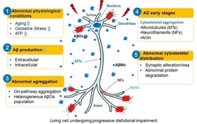 Schematic representation of APP processing pathways. The non-amyloidogenic pathway involves cleavage of APP by α-secretase followed by γ-secretase, preventing Aβ formation. In contrast, in the amyloidogenic pathway, β-secretase cleaves APP to generate sAPPβ, followed by a second cleavage by γ-secretase, resulting in the release of Aβ peptide into extracellular space (pathological pathway). Elements were adapted from Server Medical Art (https://smart.servier.com), licensed under Creative Commons Attribution 4.0 (https://creativecommons.org/licenses/by/4.0).